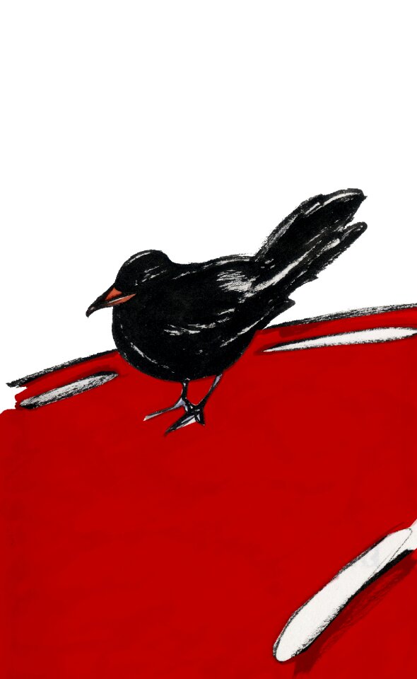 Animal beak fly