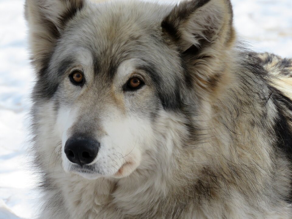 Sanctuary rehabilitation fur