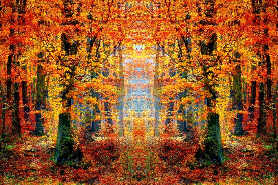 Autumn landscape landscape wood