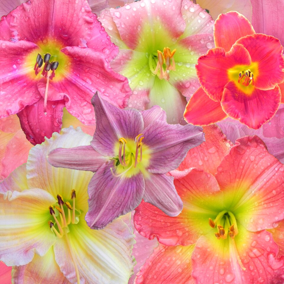 Pink flowers spring