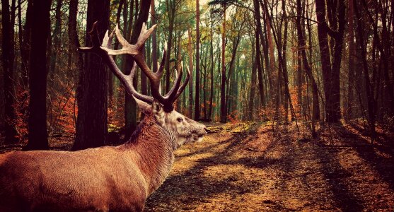 Forest waldier antler