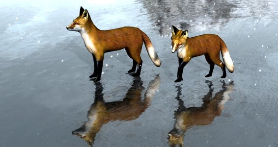 Ice animal Free illustrations