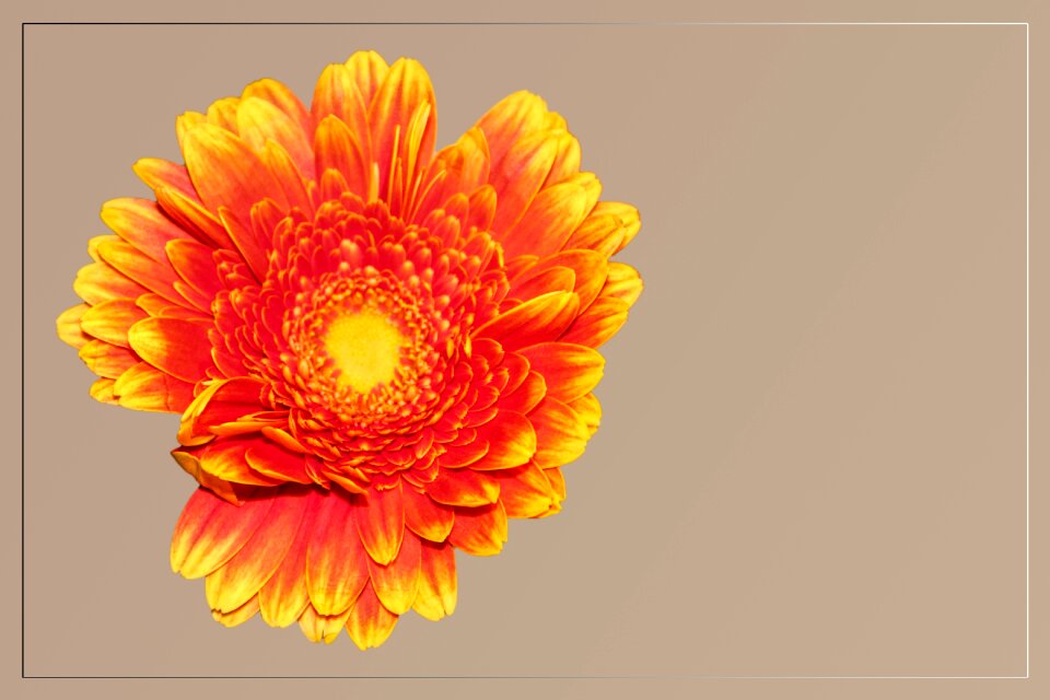 Orange colorful Free illustrations