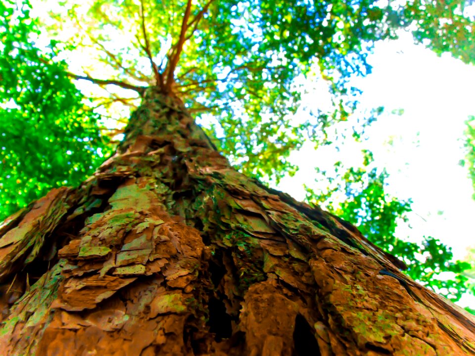 Green gum gumtree