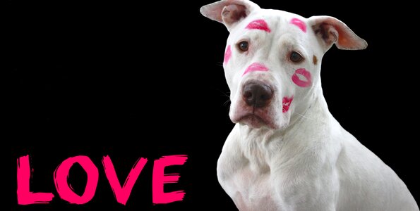 Dog kisses kiss mouth