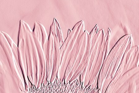 Pink petals poster