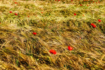 Agriculture poppy gone with the wind