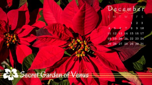 Poinsettia flower red