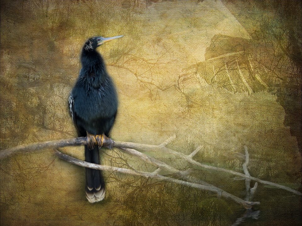 Nature feather animal