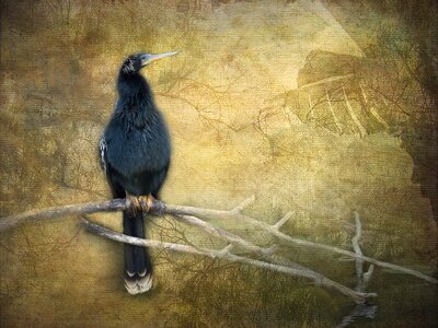 Nature feather animal