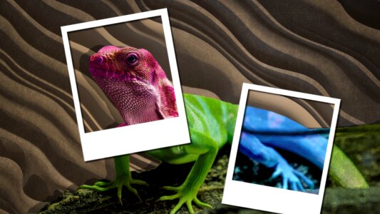 Wallpaper iguana fauna