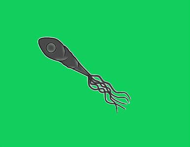 Micro-organism health Free illustrations