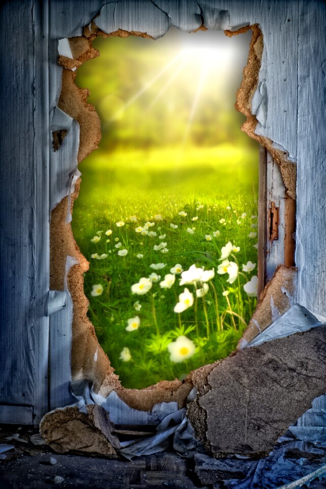 Flowers summer meadow sun