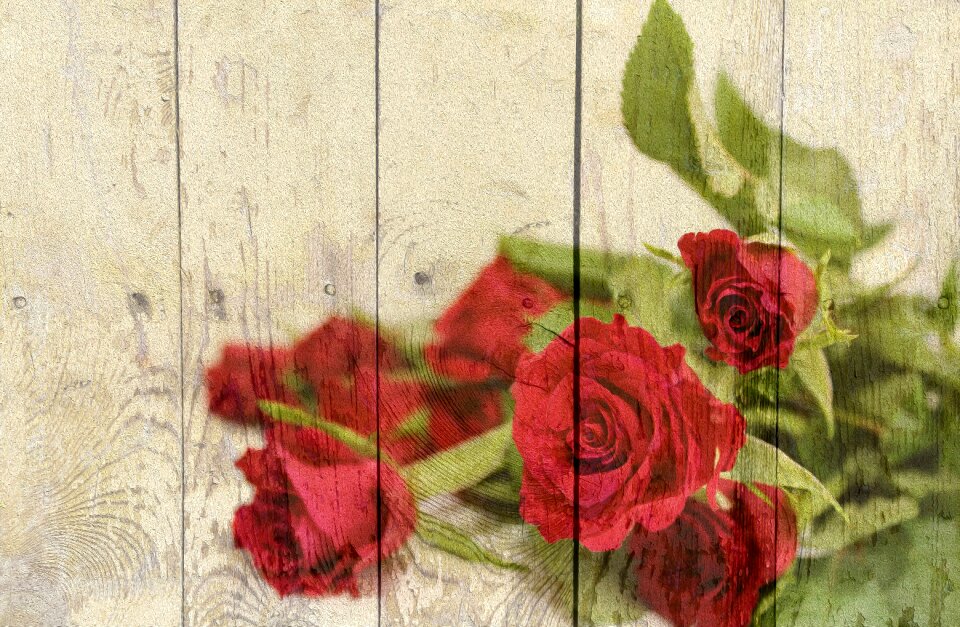 Red roses wooden wall romantic