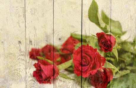 Red roses wooden wall romantic