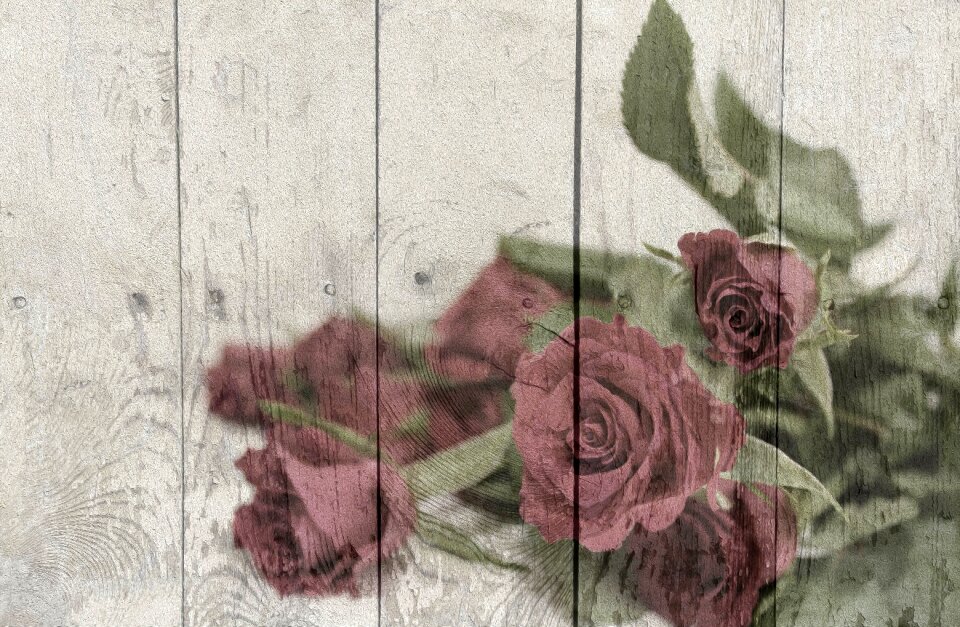 Roses wooden wall romantic