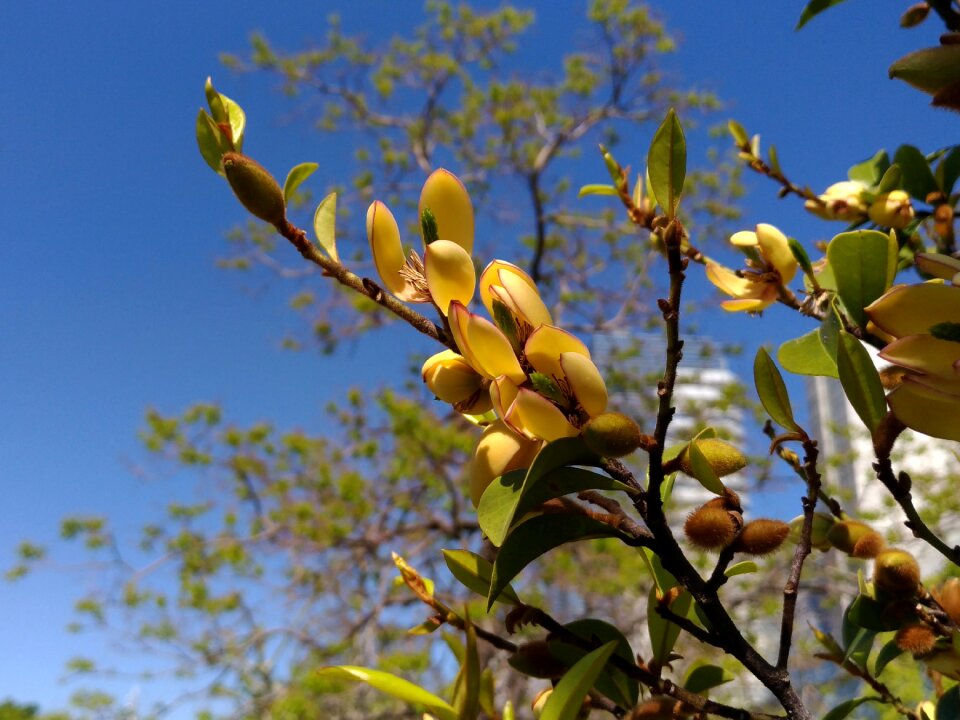 Arboretum plant spring