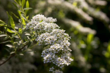 Nature plant closeup
