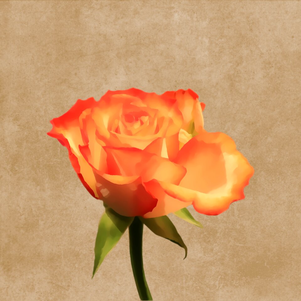 Rose orange drawing