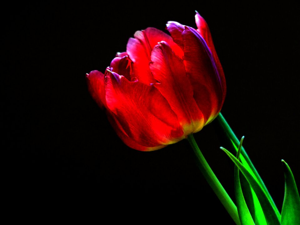 Bloom flower spring