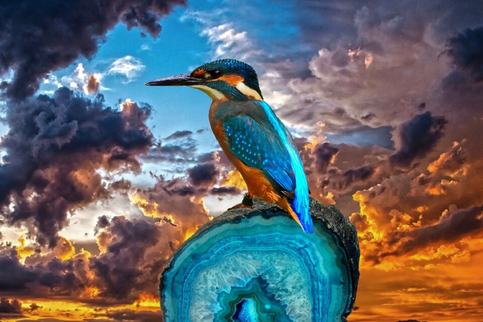Colorful animal blue