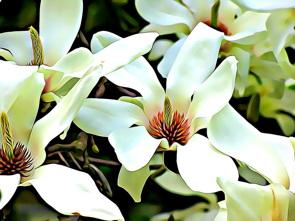 Mood flower magnolia