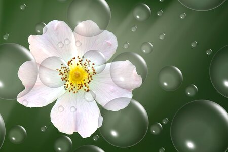 Wild rose balls plant