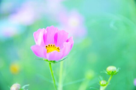 One flower plant beautiful