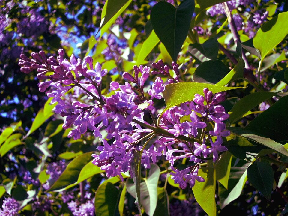 Lilac nature flourishing without