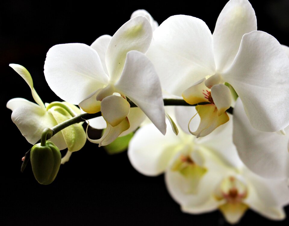 Plant houseplants precious flower
