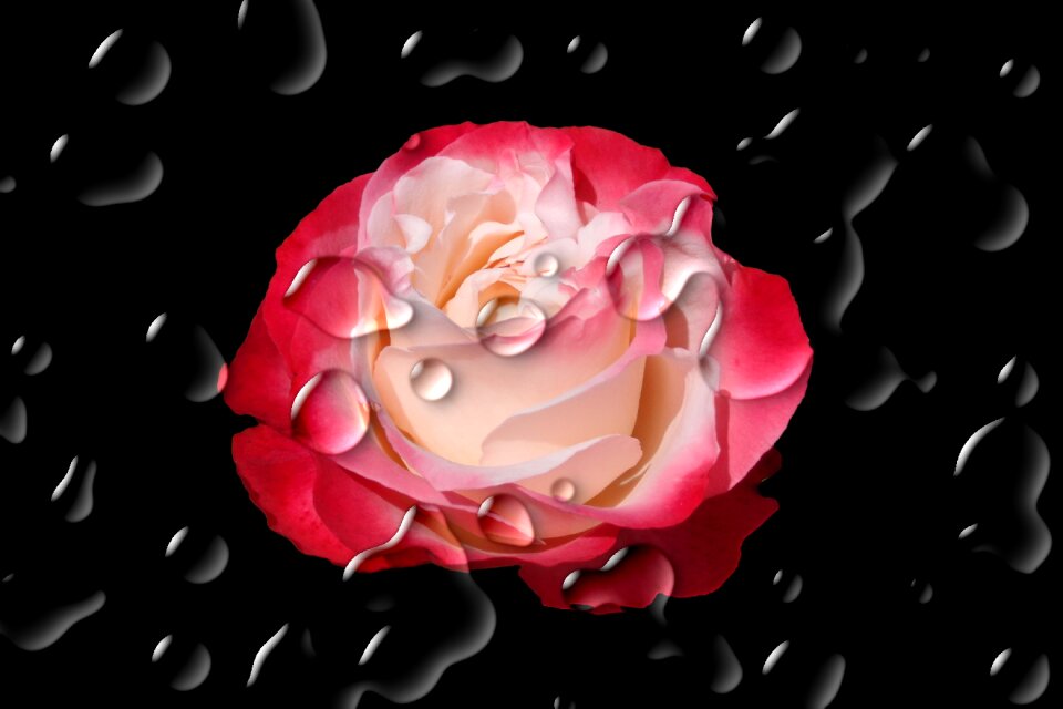 Rose red red rose