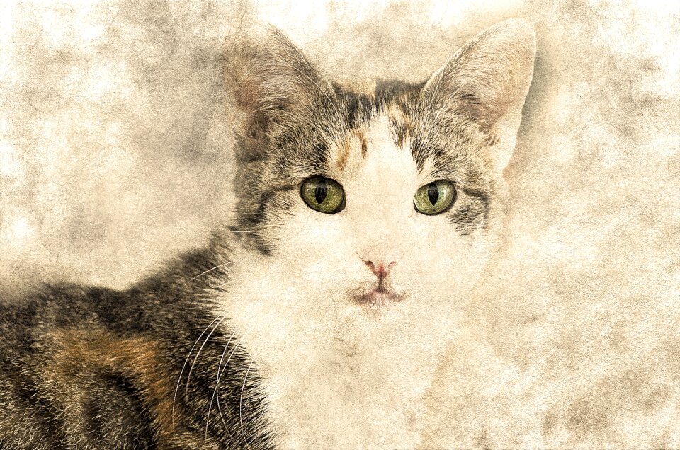 Looking art vintage
