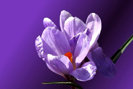 Crocus purple nature