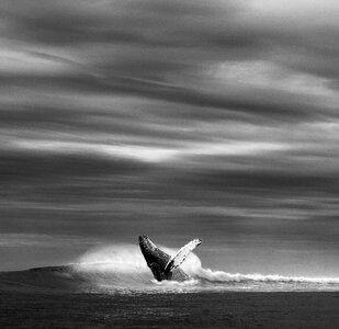 Whale blue whale wild black and white