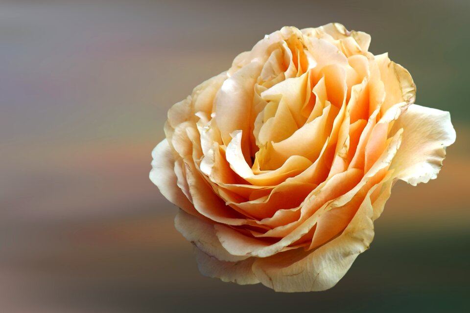 Rose yellow yellow rose