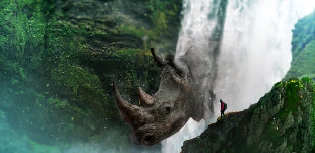 Wildlife animal wild