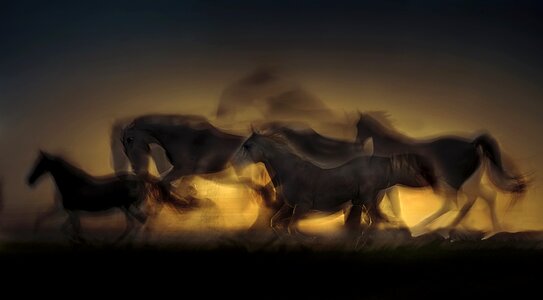 Sunset saddle Free illustrations