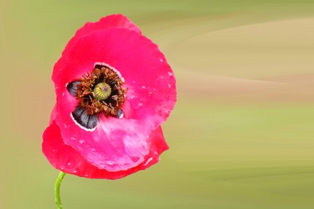 Flower klatschmohn Free illustrations