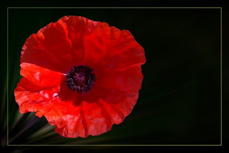 Red klatschmohn Free illustrations