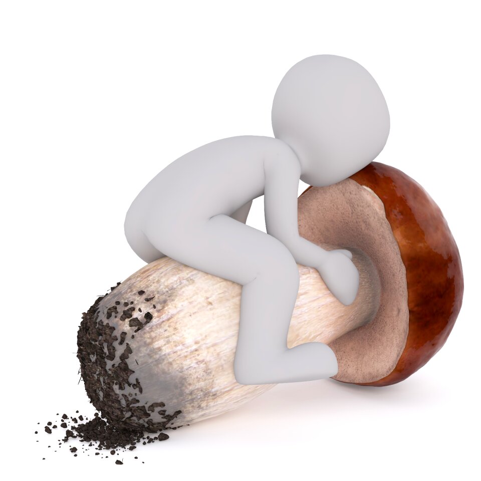 Cep chestnut raw food