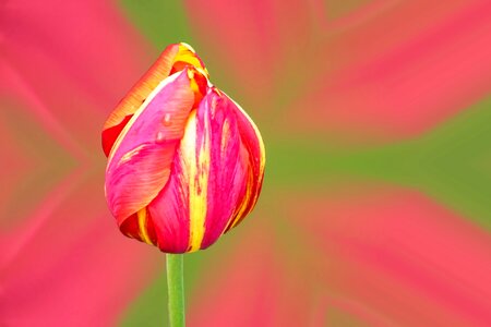 Spring blossom bloom