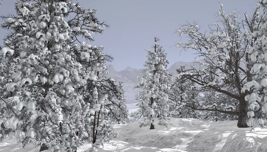 Wintry tree frost