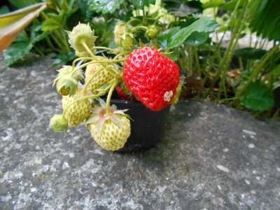 Food nature Free illustrations