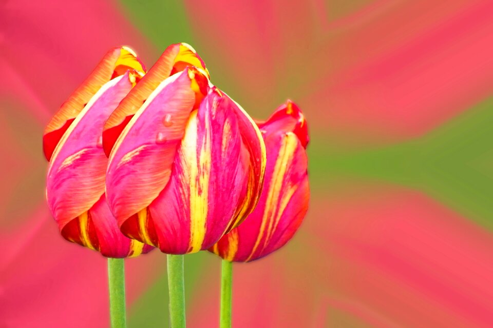 Blossom bloom flowers