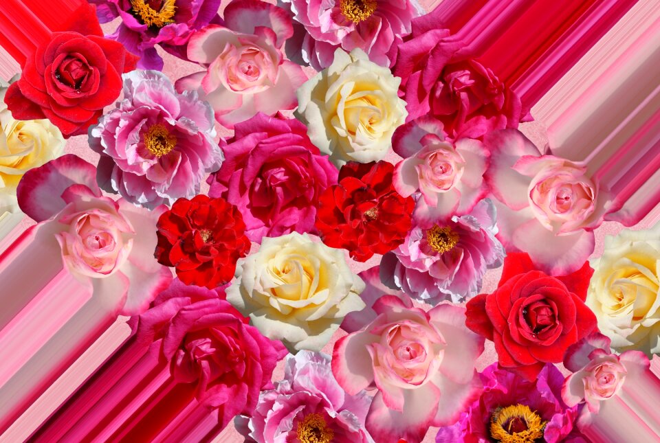 Pink beautiful flowers blossom