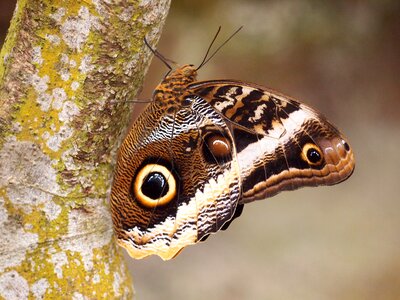 Macro brown butterfly Free illustrations
