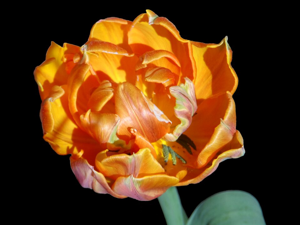 Tulipa flower schnittblume