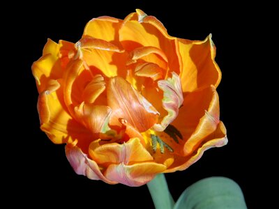 Tulipa flower schnittblume