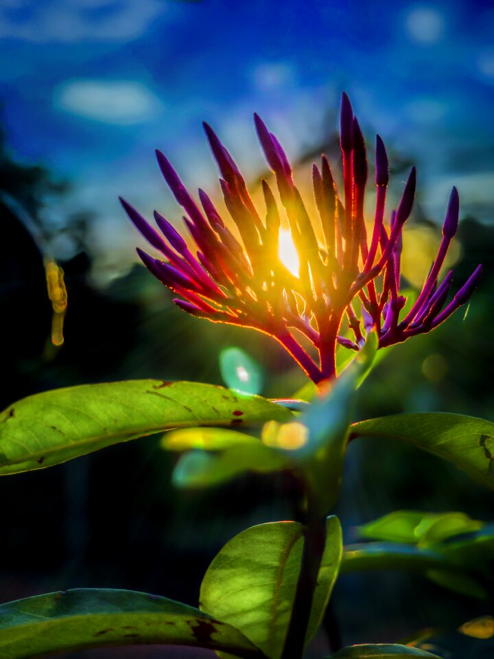 Sunlight reflection rays