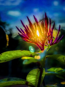 Sunlight reflection rays